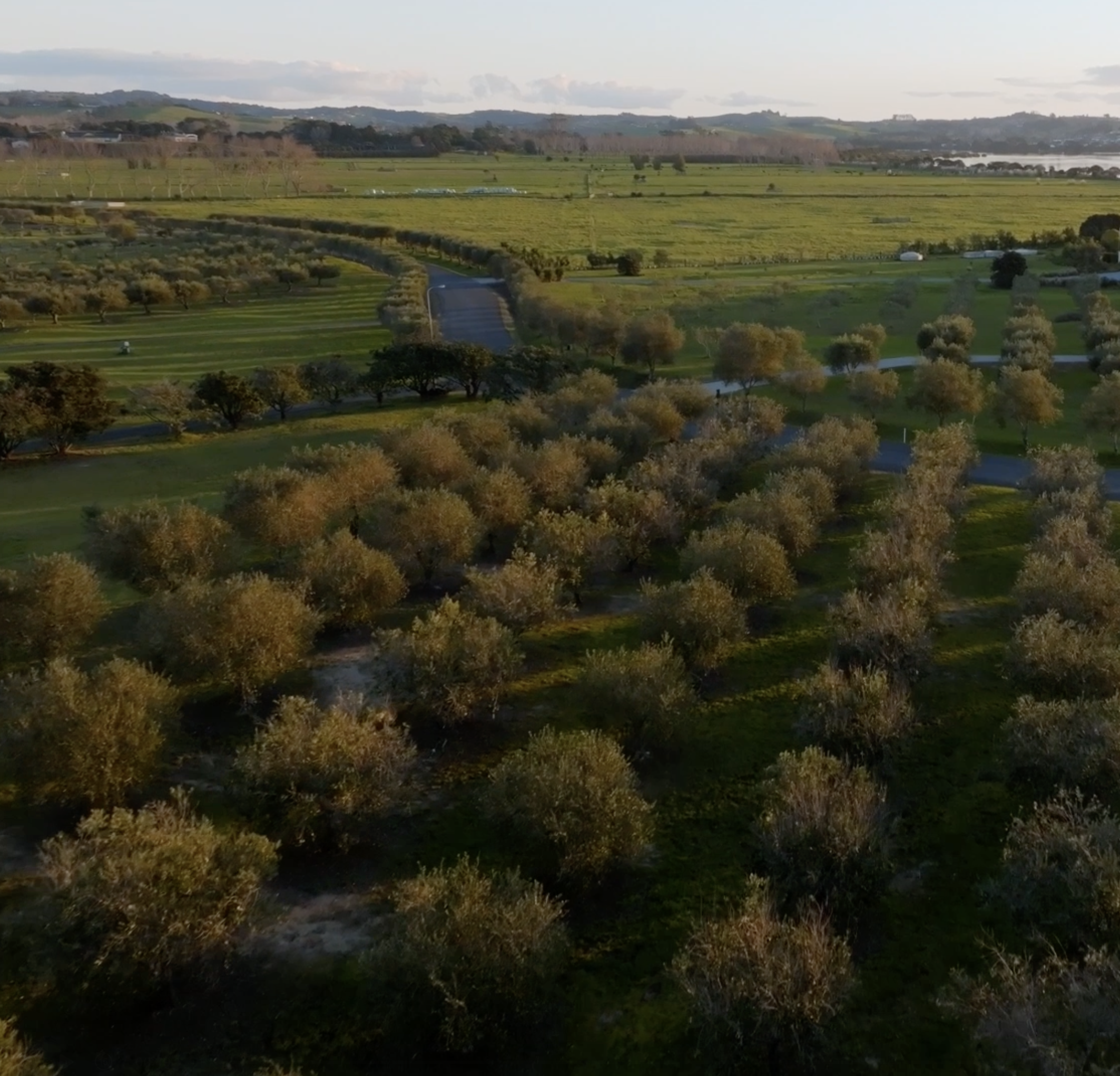 Rows of olive trees in the Mangawhai olive grove